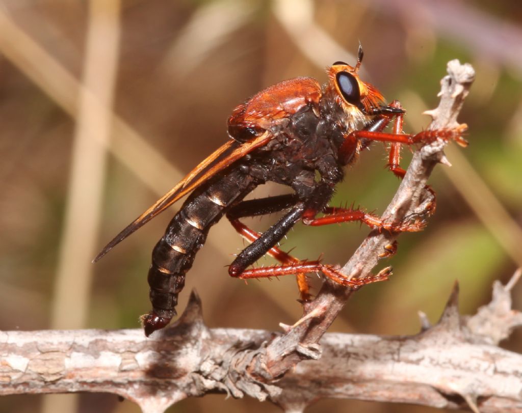 Cosa non si fa per una foto! (Asilus barbarus)